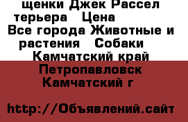 щенки Джек Рассел терьера › Цена ­ 27 000 - Все города Животные и растения » Собаки   . Камчатский край,Петропавловск-Камчатский г.